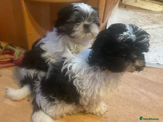 Shih Tzu dogs Shih Tzu puppies , ready to leave now - Advert 9