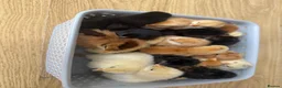 Chickens poultry for sale: Mixed breeds due on 05/05/26 in Wembley - Advert 7