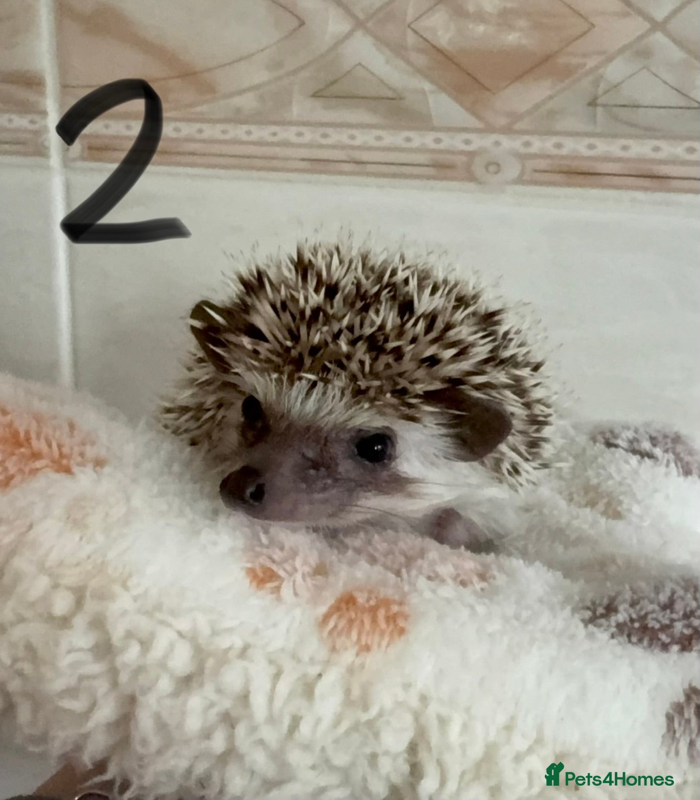 Pygmy Hedgehog rodents Baby Pygmy hedgehogs for sale  - Advert 21