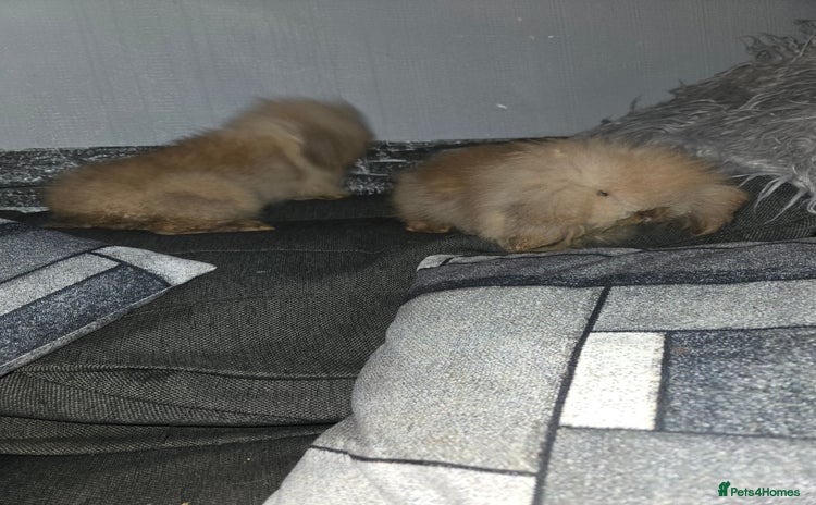 Mini Lion Lop rabbits - Advert 13