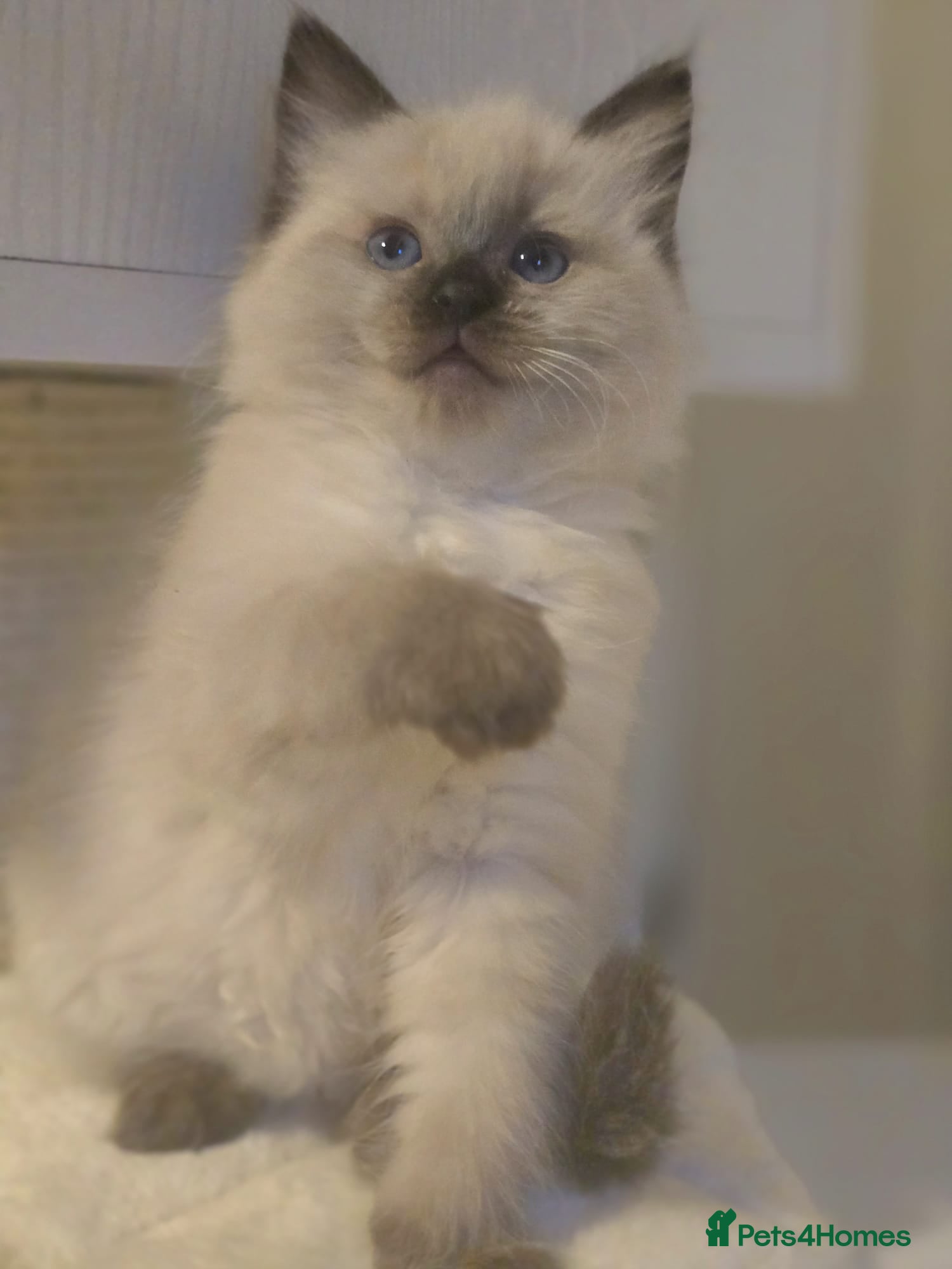 Ragdoll cats Precious GCCF Registered Ragdoll Kittens - 2 Girls - Advert 3