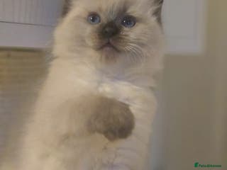 Ragdoll cats Precious GCCF Registered Ragdoll Kittens - 2 Girls - Advert 6