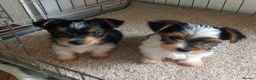Biewer Terrier dogs for sale: Biewer terrier - Advert 5