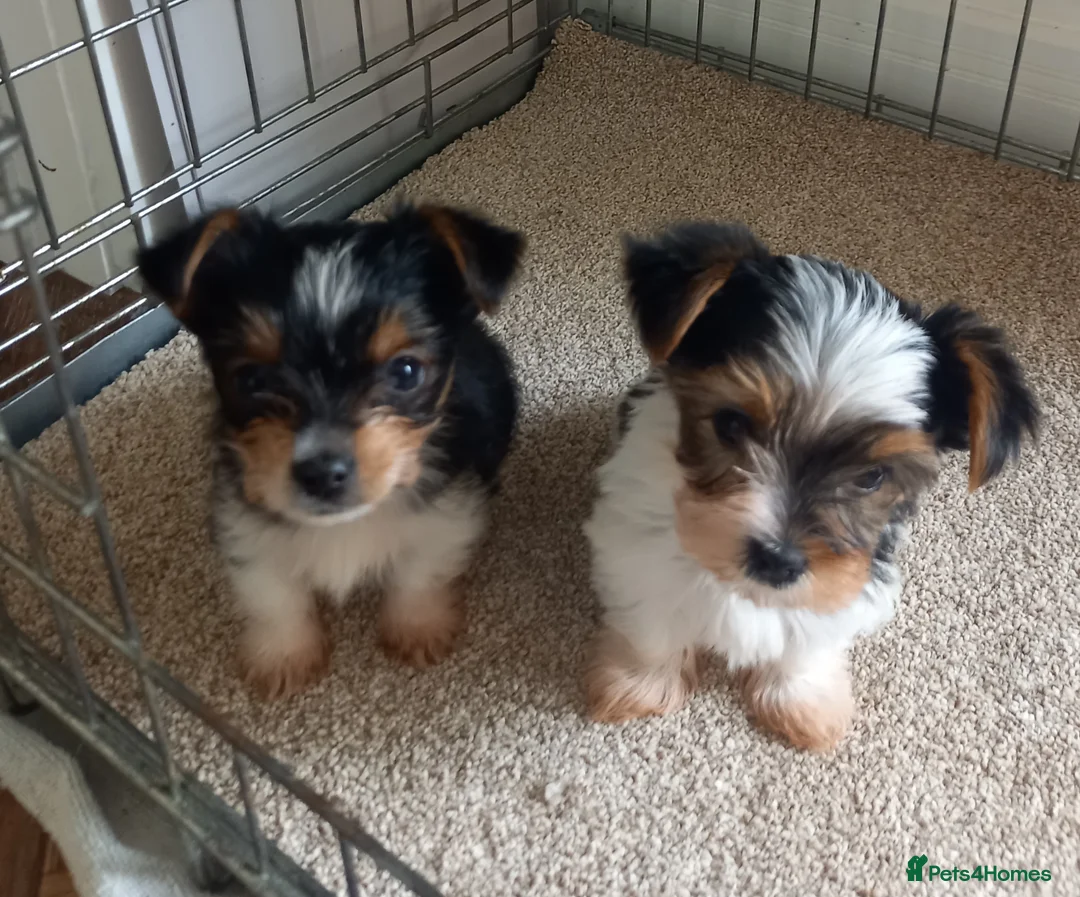 Biewer Terrier dogs for sale: Biewer terrier - Advert 5