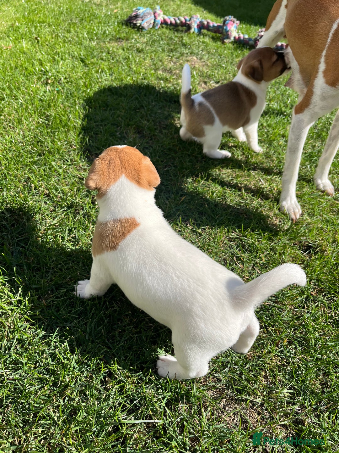 Mixed Breed dogs for sale: Lovely Jack Russel/Plumber puppies - Image 8