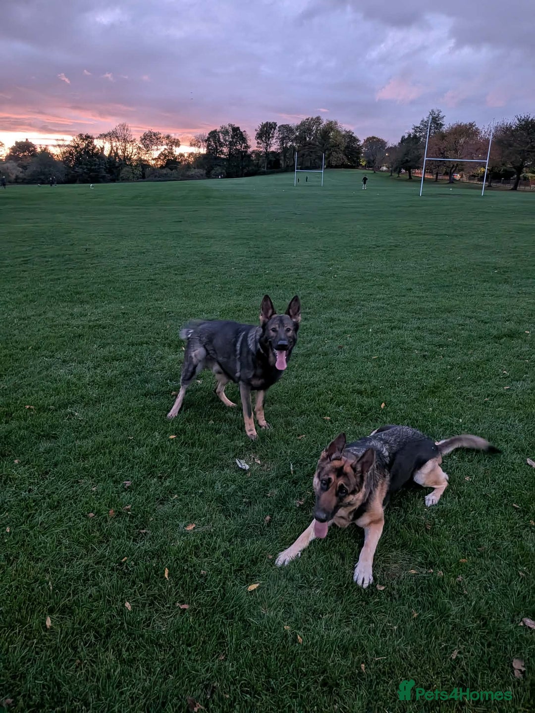 German Shepherd dogs for sale: 17 month GSD male (intact) - Advert 2