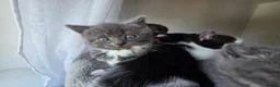 Mixed Breed cats for sale: 5 beutiful half ragdoll cross British shorthair - Advert 14