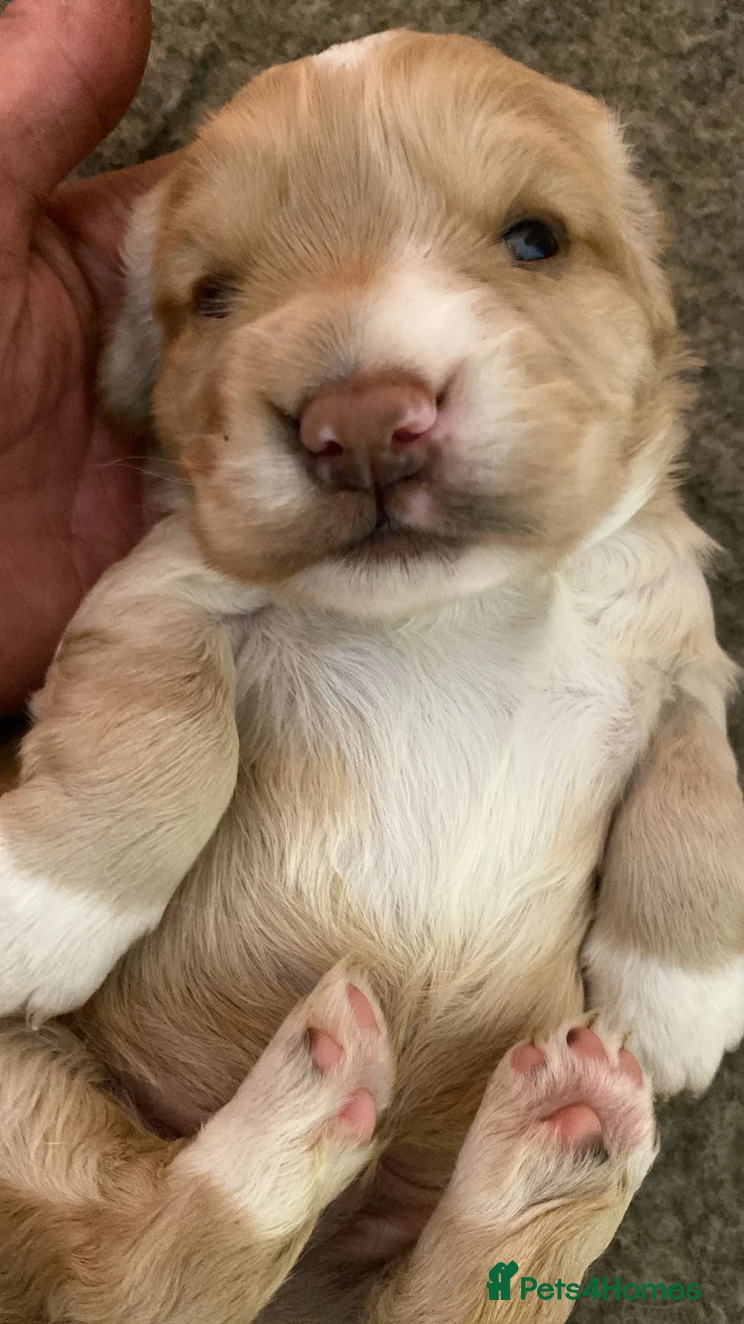 Cocker Spaniel dogs for sale: Amazing WCS PUPS 🐶 - Advert 7