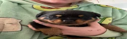 Rottweiler dogs for sale: Rottweiler puppies  - Advert 28