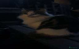 Mixed Breed cats for sale: FOR SALE!! cats and kittens x - Image 18