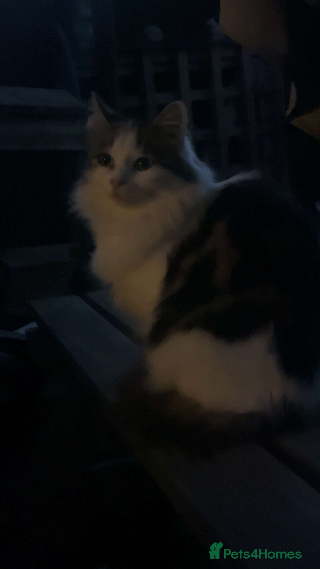 Mixed Breed cats for sale: FOR SALE!! cats and kittens x - Image 18