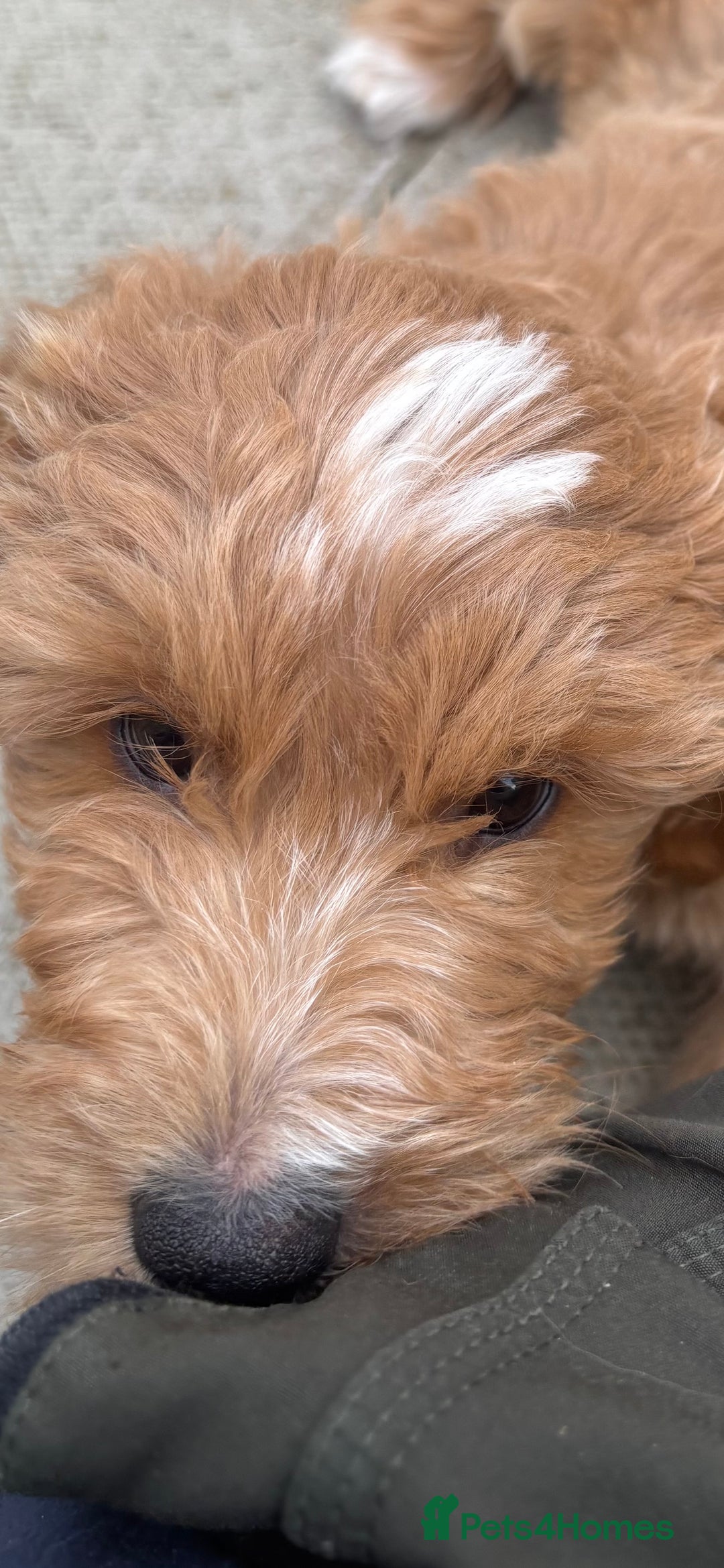 Mini Goldendoodle dogs for sale: F1 miniature golden doodle puppies  - Image 11