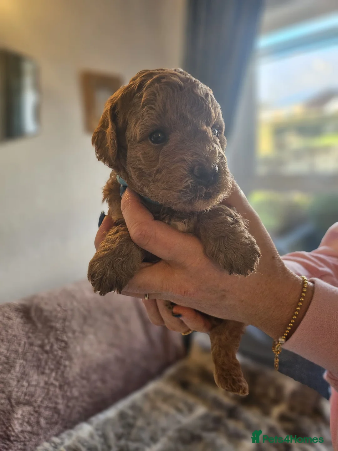 Mixed Breed dogs for sale: F1B Cockapoo Puppies – KC Toy Poodle Sired in Halifax - Advert 20