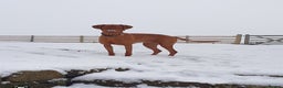 Hungarian Vizsla dogs for stud: Rummy the Vizsla- Available for Stud FREE!! in Middlesbrough - Advert 8