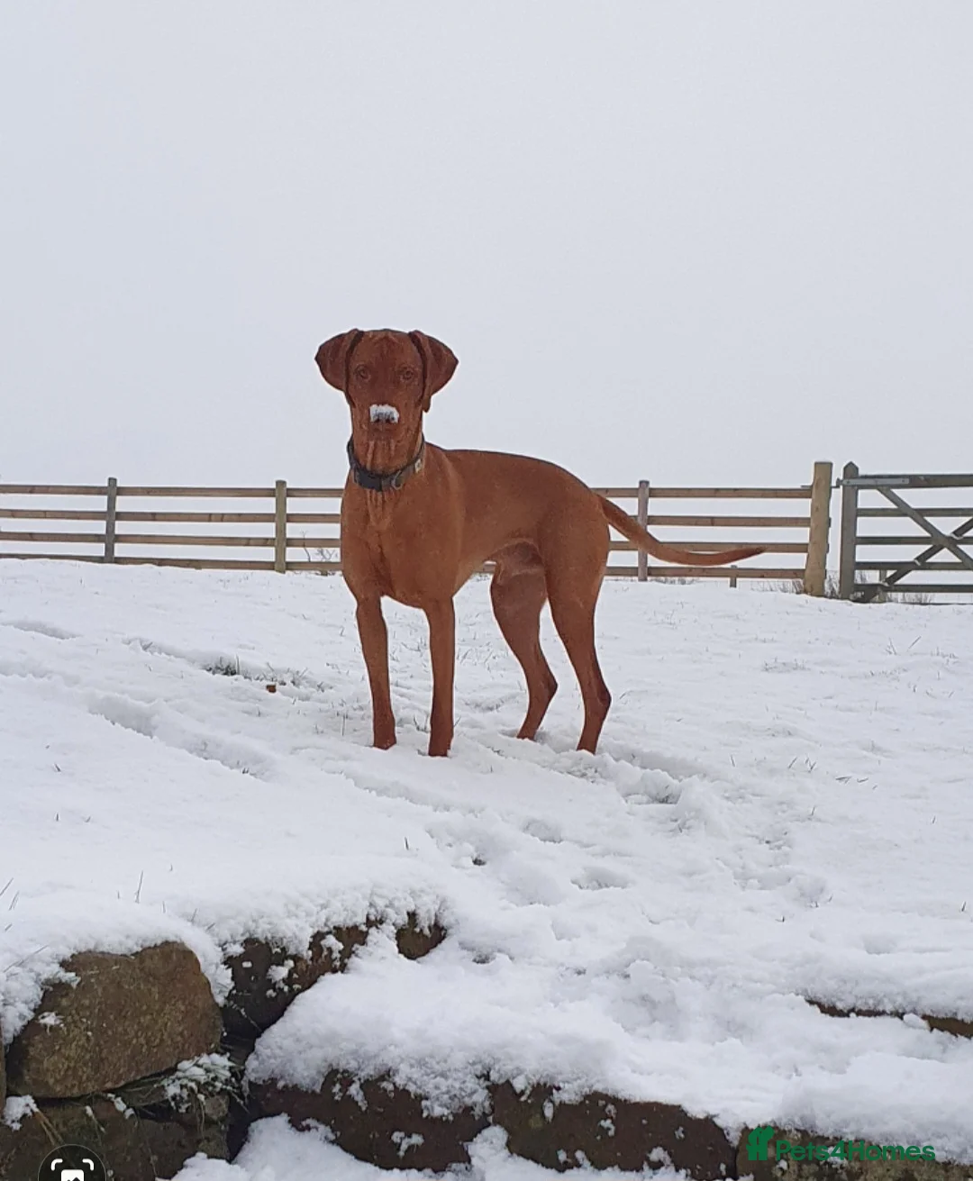 Hungarian Vizsla dogs for stud: Rummy the Vizsla- Available for Stud FREE!! in Middlesbrough - Advert 8