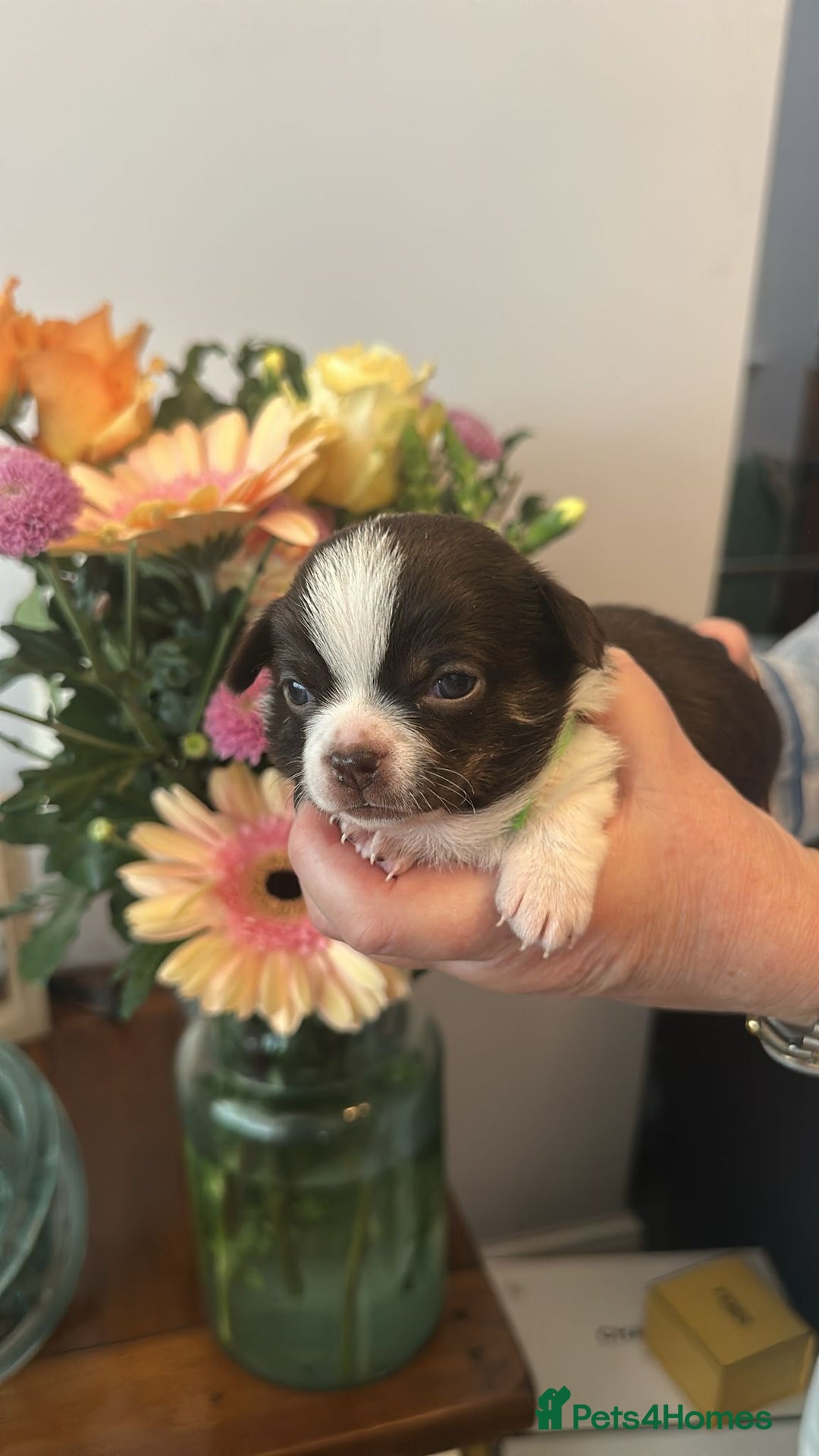 Chihuahua dogs for sale: Beautiful chihuahua pups! Long and short haired!! - Image 5