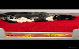 Cocker Spaniel dogs for sale: Stunning show cocker spaniel pups  - Image 17