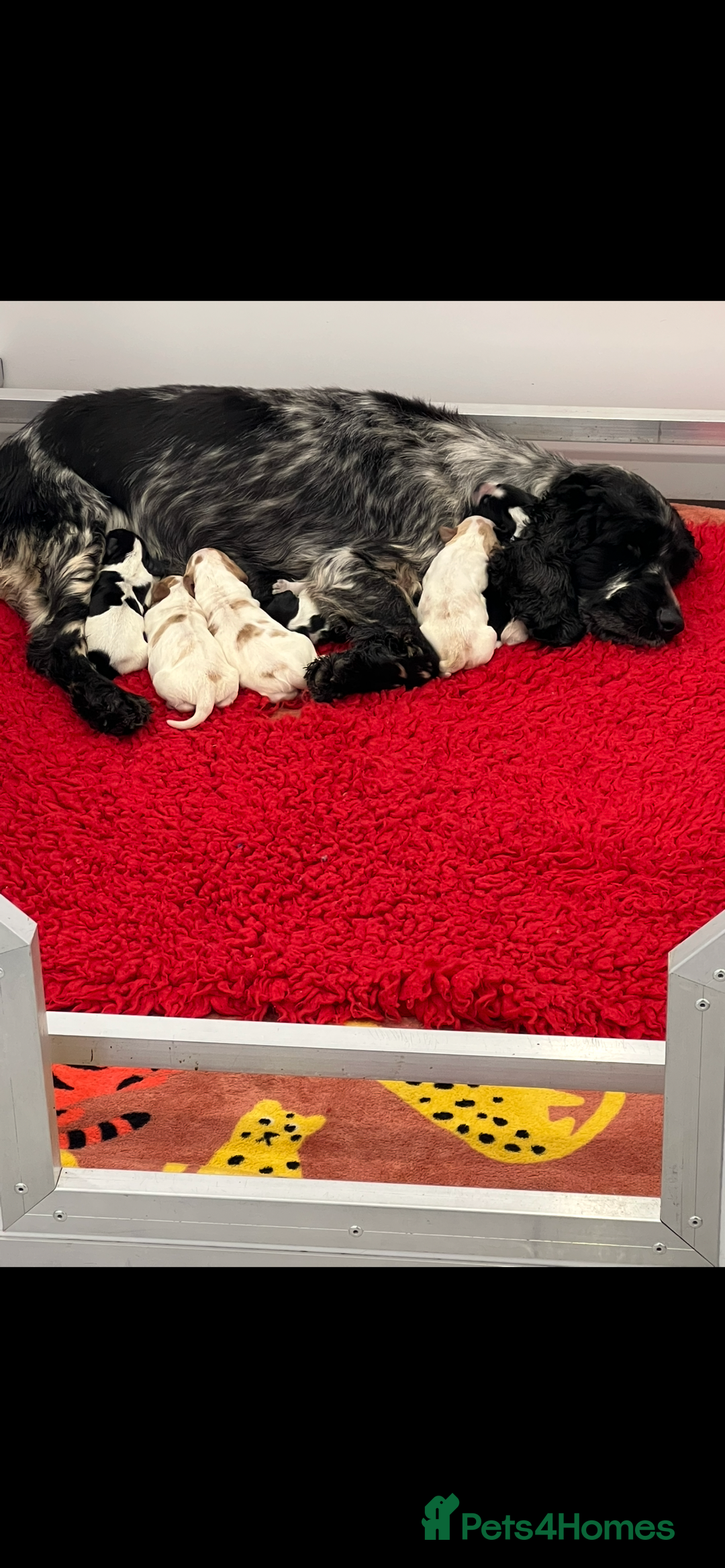 Cocker Spaniel dogs for sale: Stunning show cocker spaniel pups  - Image 17