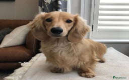 Dachshund dogs for sale: Lovely Family Dog - Tarquin Tweeny Dachshund  - Image 2