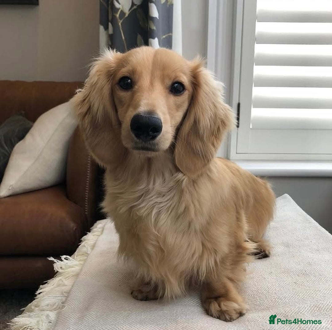 Dachshund dogs for sale: Lovely Family Dog - Tarquin Tweeny Dachshund  - Image 2