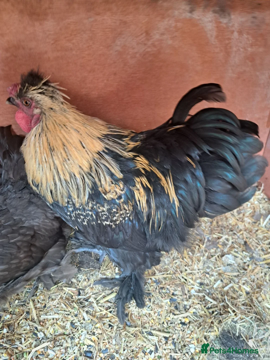 Chickens poultry for sale: Lovely Cockerel Silkie Cross - Advert 3