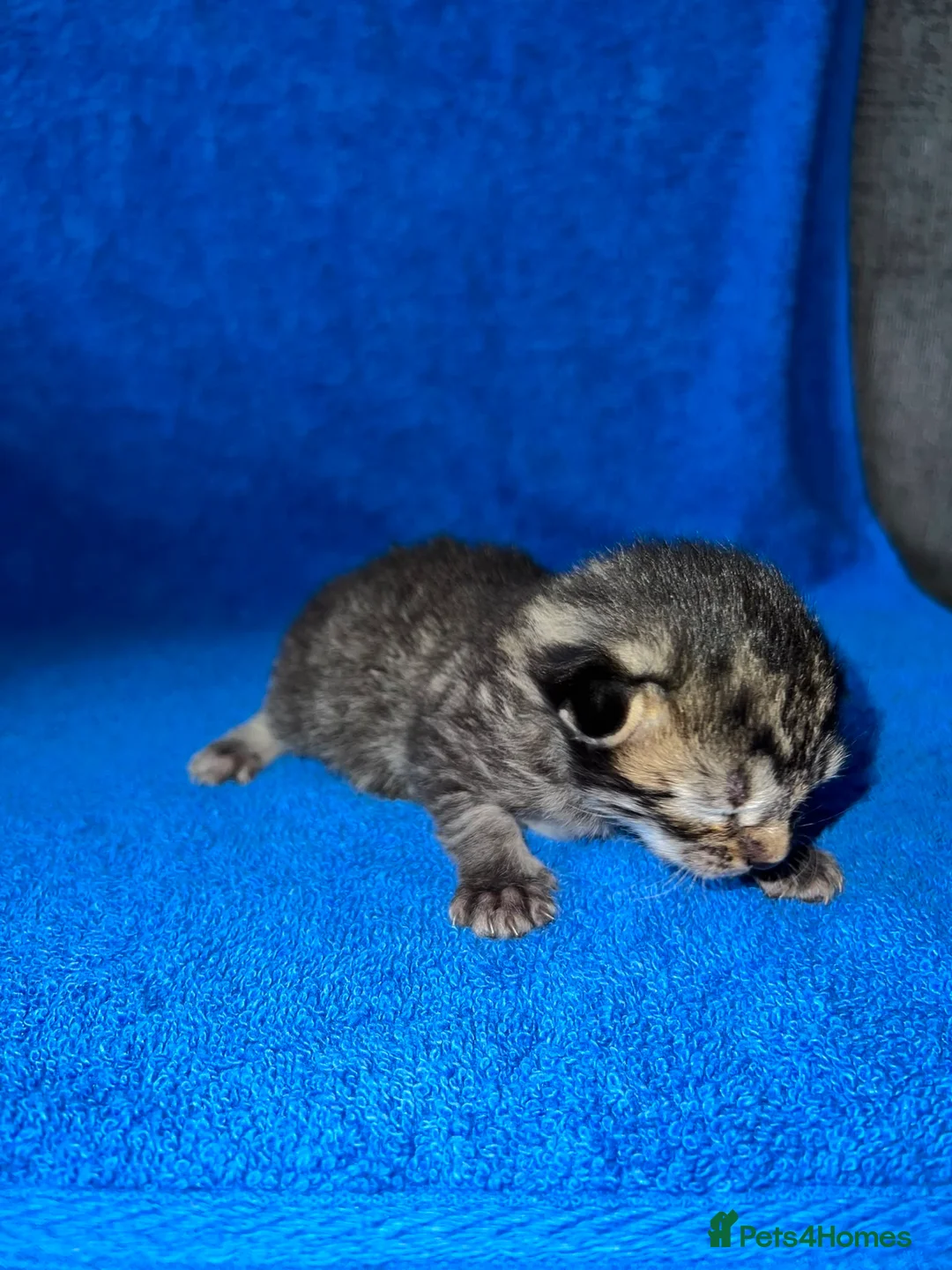 Mixed Breed cats for sale: 4 Mixed Breed Kittens looking for loving home  - Advert 2