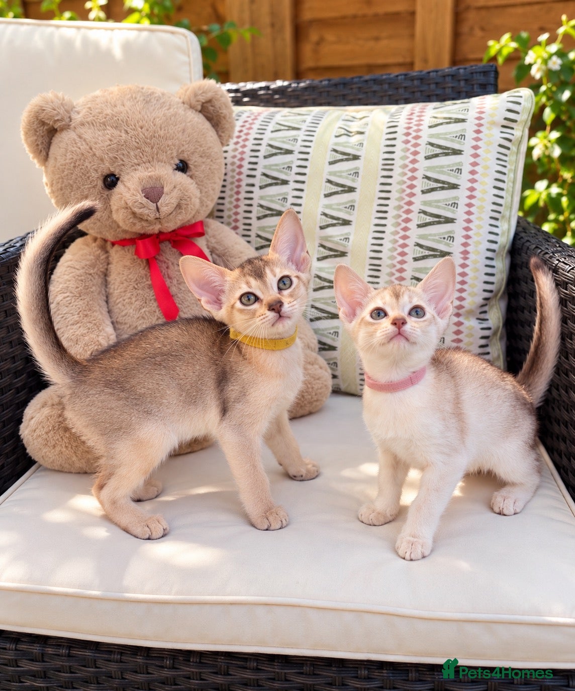 Abyssinian cats for sale: ✨ EXCEPTIONAL CHAMPION LINES – SILVER ABYSSINIAN ✨ - Advert 1