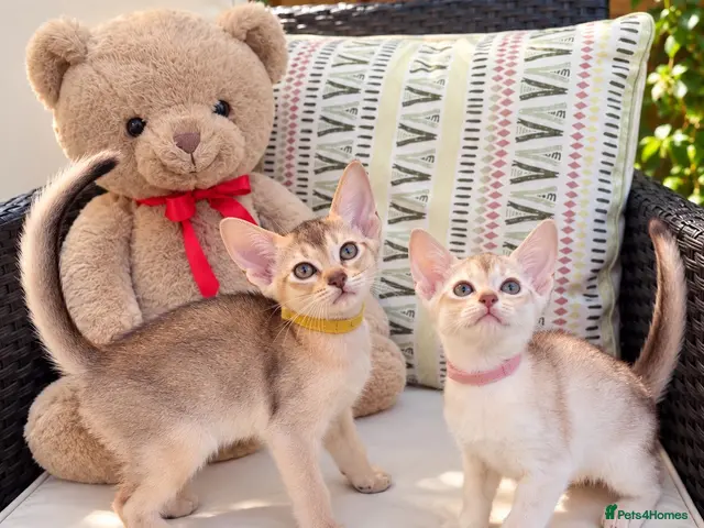 Abyssinian cats for sale: ✨ EXCEPTIONAL CHAMPION LINES – SILVER ABYSSINIAN ✨ - Advert 1