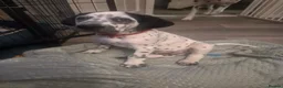 Mixed Breed dogs for sale: READY NOW 2 boys Sprollie x Dalmatian pups - Advert 4