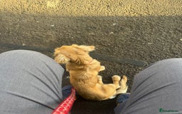 Miniature Dachshund dogs for sale: Bhodi  - Image 5