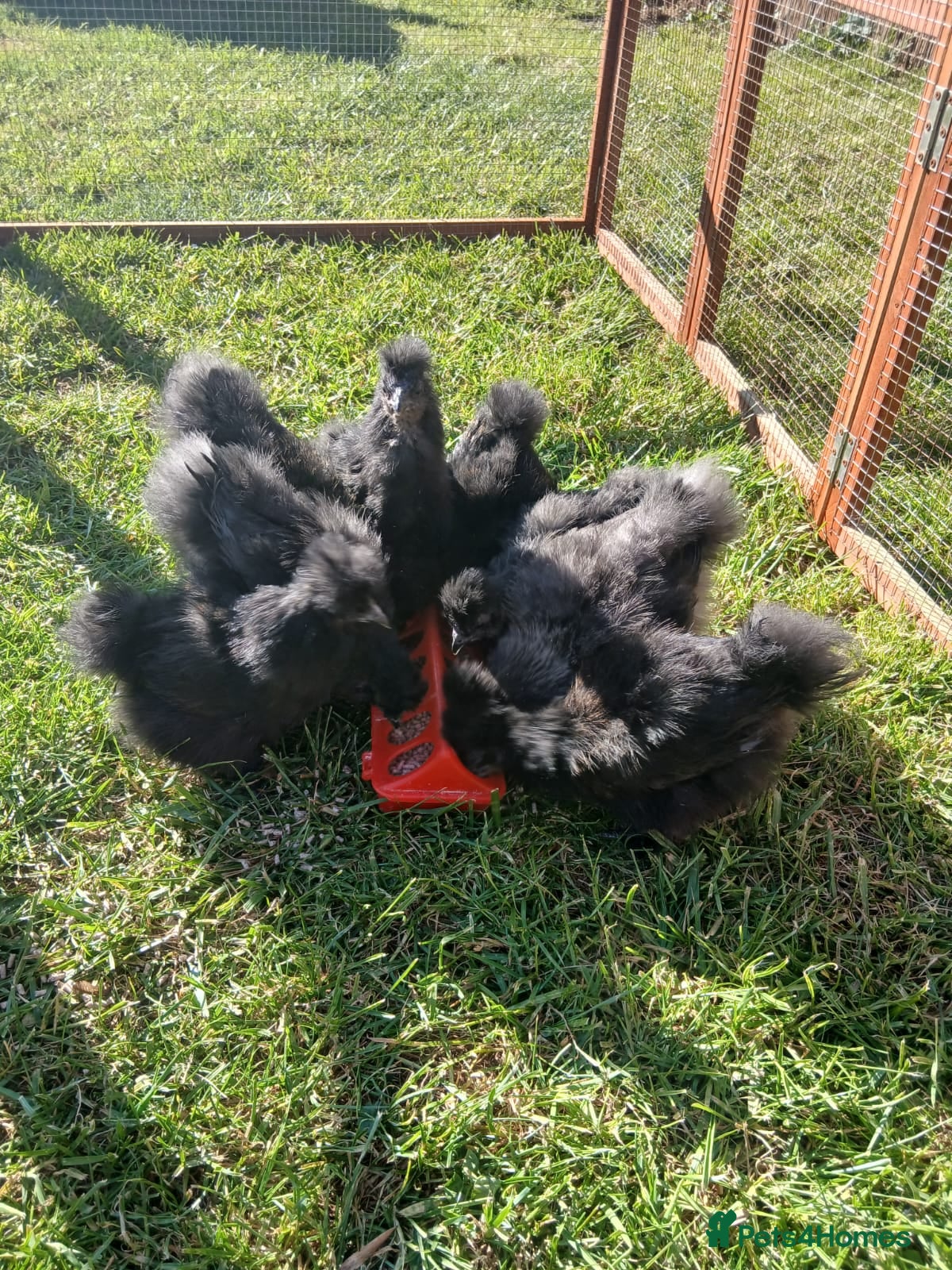 Chickens poultry Unsexed Silkie and Polish Chick - Advert 1