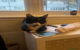 Domestic Shorthair cats for sale: Frankie  - Advert 5