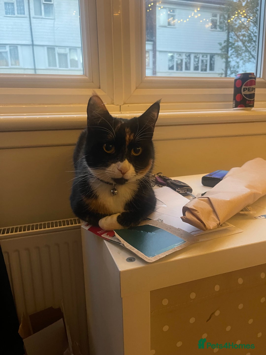 Domestic Shorthair cats for sale: Frankie  - Advert 5