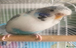 Budgerigars birds for sale: Snowy. Female Budgie. With cage. 5 years old.  - Image 1