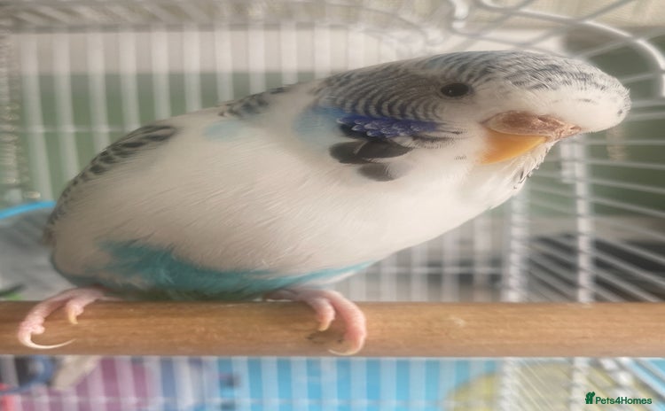 Budgerigars birds - Advert 2