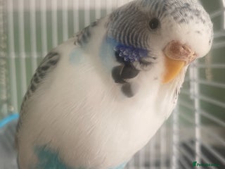 Budgerigars birds - Advert 11