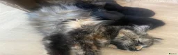 Domestic Shorthair cats for sale: Gorgeous black kittens for sale  in Wigan - Advert 1