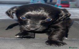 Mixed Breed dogs for sale: Beautiful Jackapoo pups - Image 3