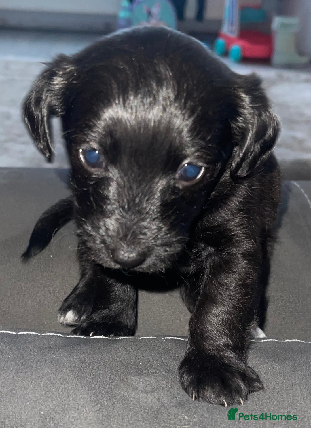 Mixed Breed dogs for sale: Beautiful Jackapoo pups - Image 3