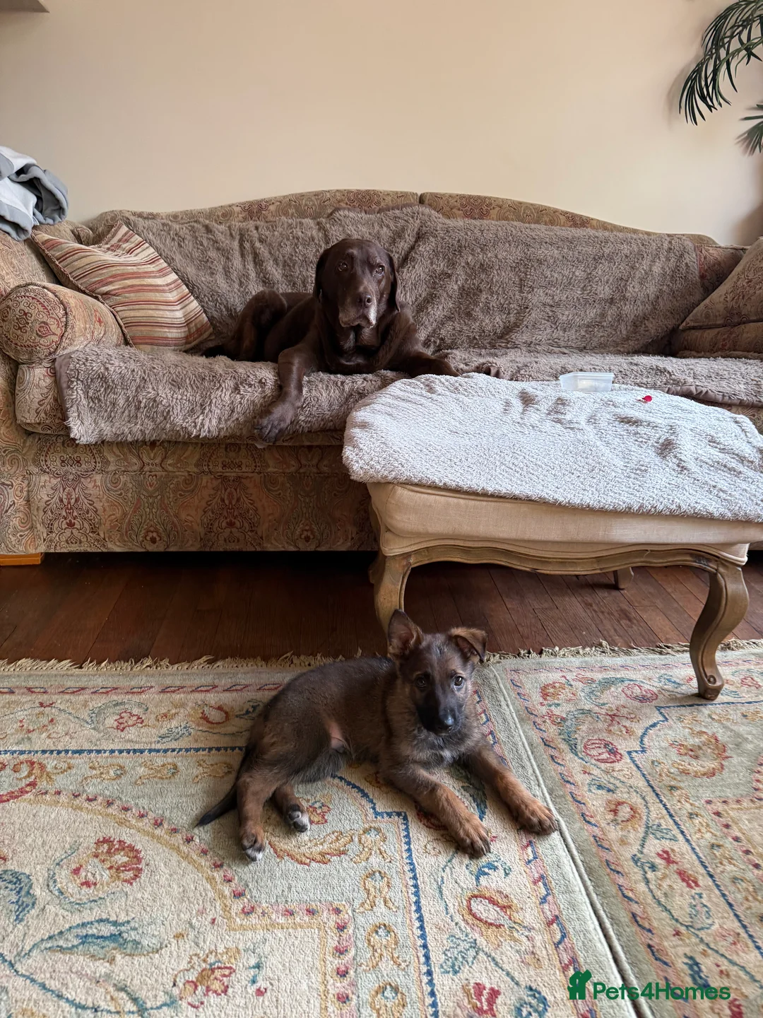 German Shepherd dogs for sale: 9 week old German Shepherd Puppy - Loki  - Advert 2