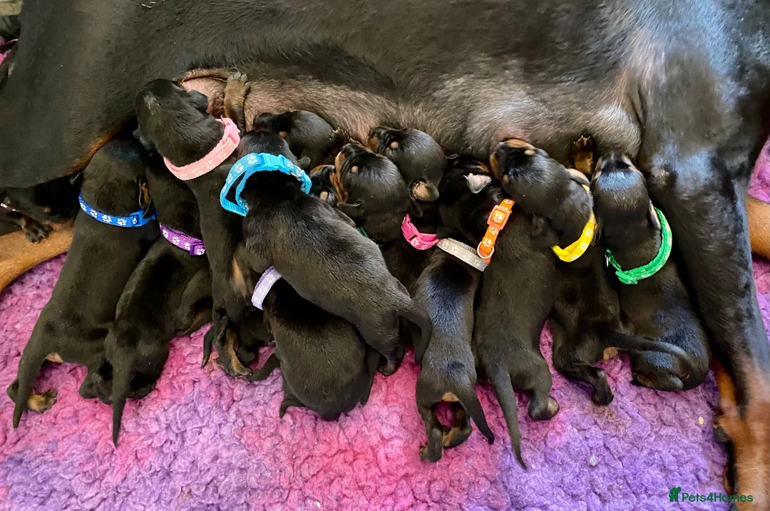 Dobermann dogs for sale: KC REGISTERED DOBERMAN PUPPIES - Advert 1