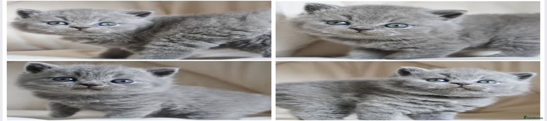 British Shorthair Kitten 5