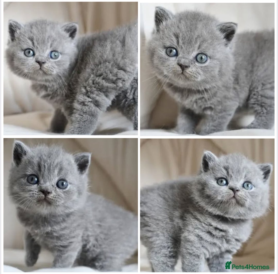 British Shorthair cats for sale: Male&Female left Imported parents will take offers - Image 4