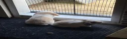 Mini Lop rabbits for sale: Beautiful mini lop babies - Advert 10