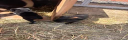 Guinea Pig rodents for sale: 2 female baby guinea pigs  - Advert 4