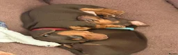 Miniature Dachshund dogs for sale: Stunning Mini Dachshund puppies for sale - Advert 3