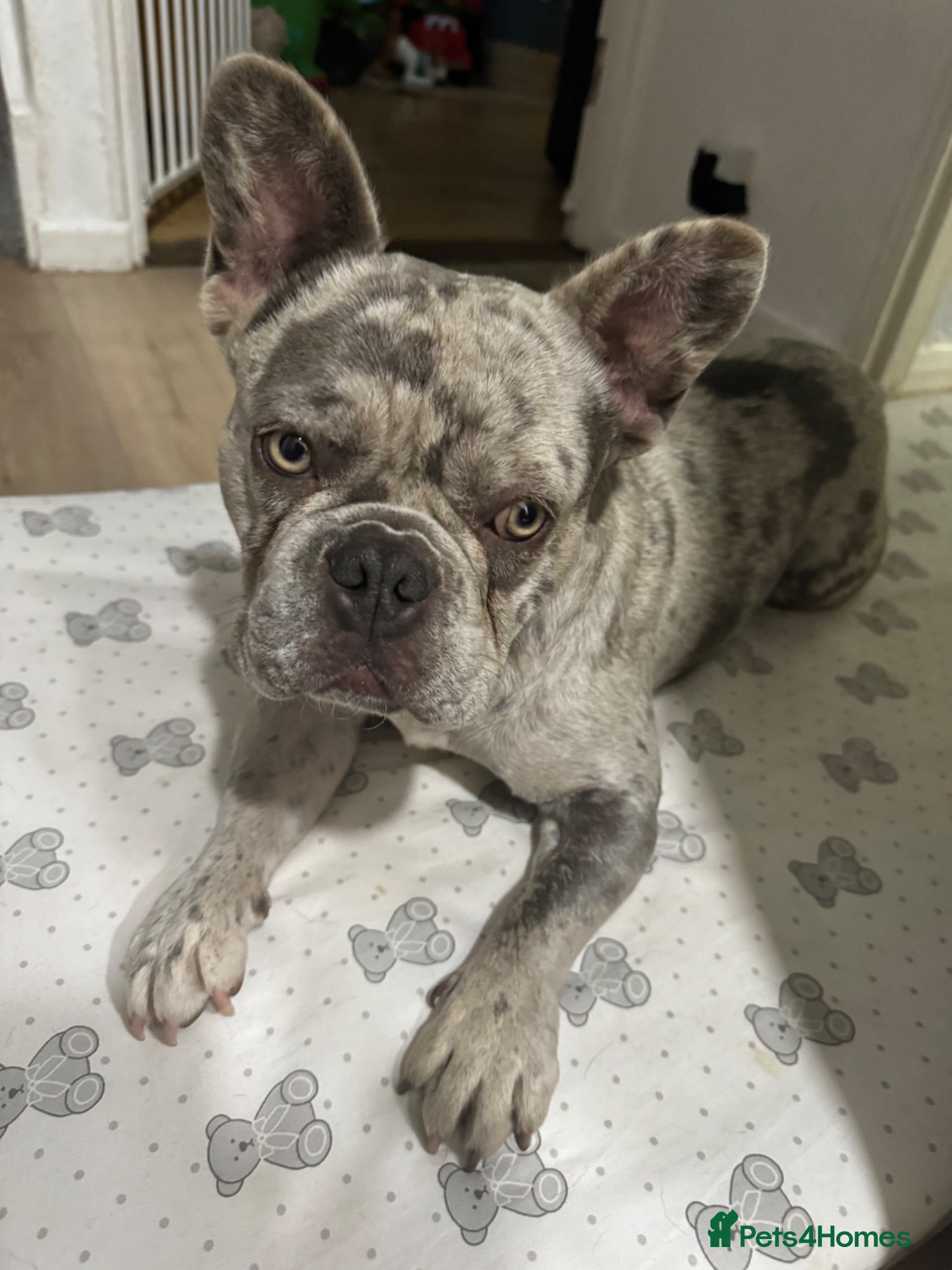 French Bulldog dogs lilac merle make french bulldog - Advert 1
