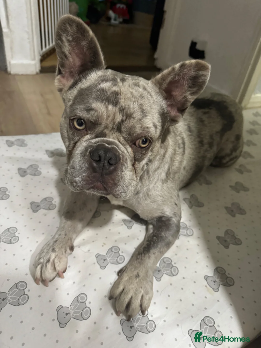 French Bulldog dogs for stud: lilac merle make french bulldog - Advert 1