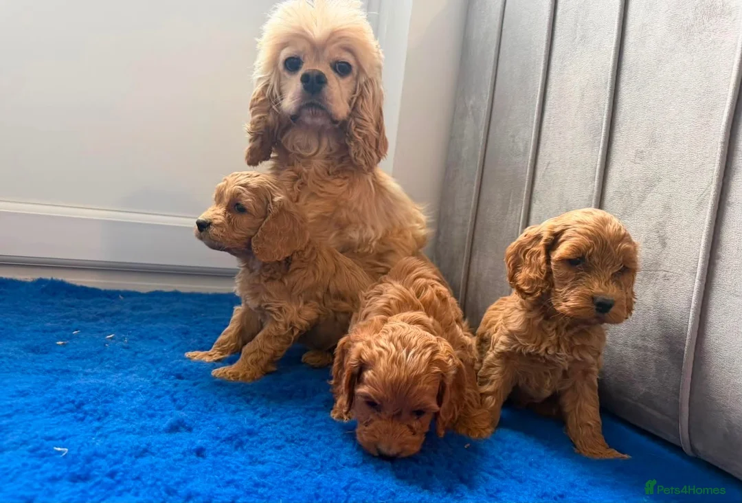 Cavapoo dogs for sale: Ready to find there forever caring homes 💙🩷 - Advert 13