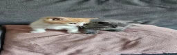 Mixed Breed cats for sale: Kittens for sale - Advert 3